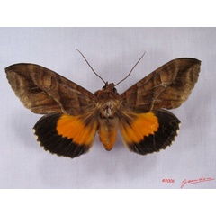 /filer/webapps/moths/media/images/D/divitiosa_Eudocima_AM_Alberta_01.jpg
