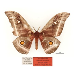 /filer/webapps/moths/media/images/O/oremansi_Bunaea_HT_RBINSa.jpg