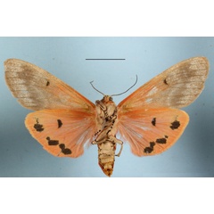 /filer/webapps/moths/media/images/Q/quadripunctata_Teracotona_AF_MGCLb_02.JPG