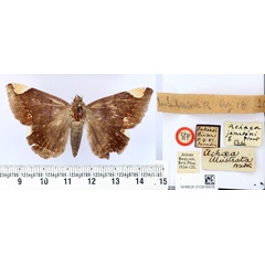 /filer/webapps/moths/media/images/J/jamesoni_Achaea_HT_BMNH.jpg