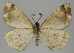 /filer/webapps/moths/media/images/P/phaeochyta_Xylopteryx_AM_ZSMb.jpg