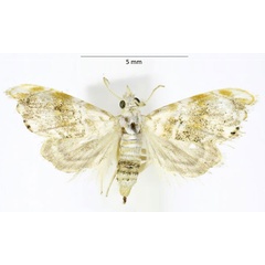 /filer/webapps/moths/media/images/F/faroensis_Glaucocharis_PTF_ABSRC.jpg