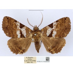 /filer/webapps/moths/media/images/E/equatorialis_Sypnoides_AM_BMNH_Y2oVCrM.jpg