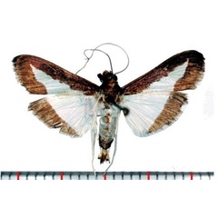 /filer/webapps/moths/media/images/I/indica_Diaphania_AM_SMNH.jpg