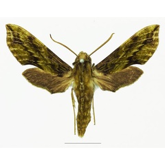 /filer/webapps/moths/media/images/V/viridis_Theretra_HT_Basquina.jpg
