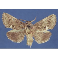 /filer/webapps/moths/media/images/M/meridialis_Arbelodes_HT_MfN.jpg