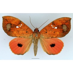 /filer/webapps/moths/media/images/M/maculifera_Miniodes_AM_Basquin_01.jpg