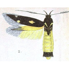 /filer/webapps/moths/media/images/F/florifera_Eretmocera_HT_Meyrick_7-2.jpg