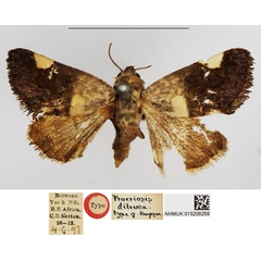 /filer/webapps/moths/media/images/D/dileuca_Procriosis_HT_NHMUK.jpg