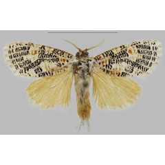 /filer/webapps/moths/media/images/T/tessellata_Hermannstaudeilla_AM_Yakovlev.jpg