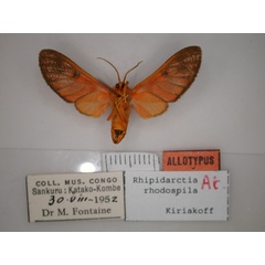 /filer/webapps/moths/media/images/R/rhodospila_Rhipidarctia_AT_RMCA_02.jpg