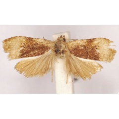 /filer/webapps/moths/media/images/F/fluctuatana_Eccopsis_LT_SAMC.jpg