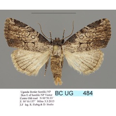 /filer/webapps/moths/media/images/S/silvicola_Procrateria_PTM_Stadie.jpg