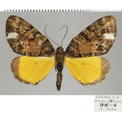 /filer/webapps/moths/media/images/A/amieti_Xylopteryx_AM_ZSM.jpg