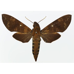 /filer/webapps/moths/media/images/M/maculosa_Nephele_AM_Basquin_01.jpg