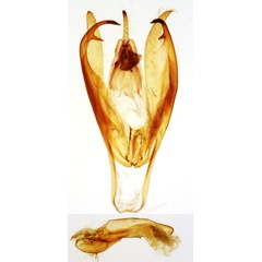 /filer/webapps/moths/media/images/G/griveaudi_Eilema_GMHT_MNHN_174.jpg
