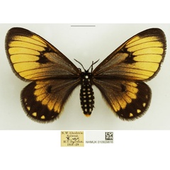 /filer/webapps/moths/media/images/C/crawshayi_Hibrildes_AF_NHMUK_02.jpg