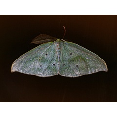 /filer/webapps/moths/media/images/M/meridionalis_Hypochrosis_A_Wursten.jpg