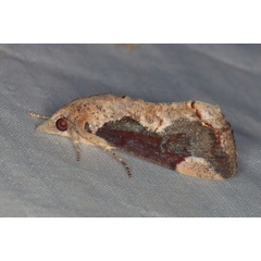/filer/webapps/moths/media/images/P/plumicornis_Hypocala_A_Heyns_05.jpg.jpg
