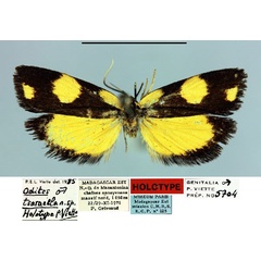 /filer/webapps/moths/media/images/T/tsaraella_Odites_HT_MNHN.jpg