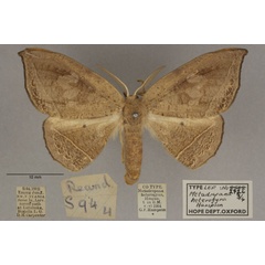 /filer/webapps/moths/media/images/H/heterogyna_Epicampoptera_PL_OUMNHa_01.jpg