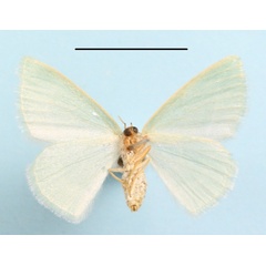 /filer/webapps/moths/media/images/C/cellulata_Syndromodes_A_MGCLb_01.JPG