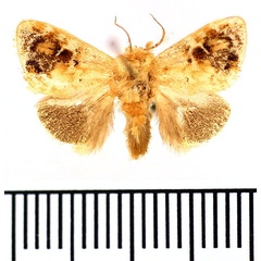 /filer/webapps/moths/media/images/V/viridana_Narosa_AM_BMNH.jpg