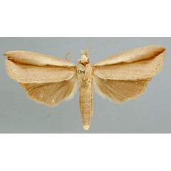 /filer/webapps/moths/media/images/C/caudatissima_Macrosenta_A_RMCA_02.jpg