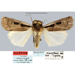 /filer/webapps/moths/media/images/D/debtera_Ochropleura_AT_MNHN.jpg