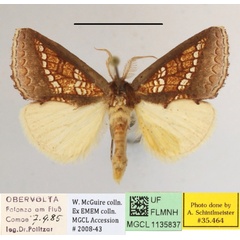 /filer/webapps/moths/media/images/B/baccata_Baliopteryx_A_MGCLa_01.JPG