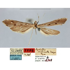 /filer/webapps/moths/media/images/O/obstinata_Agdistis_HT_MNHN.jpg