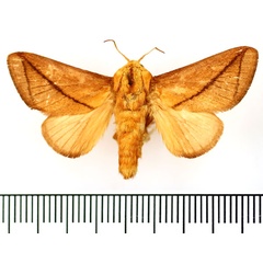 /filer/webapps/moths/media/images/T/transversata_Baria_AM_BMNH_01.jpg