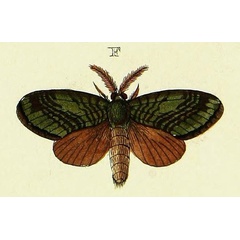 /filer/webapps/moths/media/images/B/bitia_Biotes_Cramer4_322_F.jpg