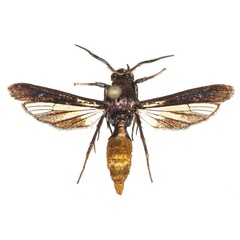 /filer/webapps/moths/media/images/A/aurea_Similisynagris_AM_COGMa.jpg