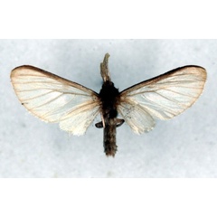 /filer/webapps/moths/media/images/T/tamsi_Apisa_HT_RMCA_01.jpg