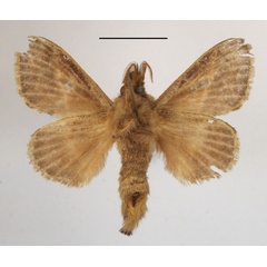 /filer/webapps/moths/media/images/B/bipars_Bombycopsis_A_MGCLb_01.JPG