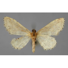 /filer/webapps/moths/media/images/P/prionodonta_Idaea_A_ZSM_02.jpg