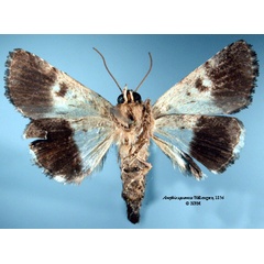 /filer/webapps/moths/media/images/S/squamosa_Anophia_STM_SNHMb.jpg