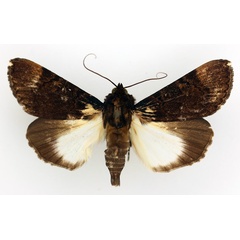 /filer/webapps/moths/media/images/B/bipunctata_Audea_AM_TMSA_02.jpg