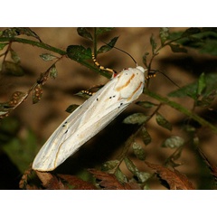 /filer/webapps/moths/media/images/S/similis_Rhodogastria_A_Wursten.jpg