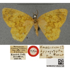 /filer/webapps/moths/media/images/H/hypocrypta_Xanthodura_HT_BMNHa.jpg