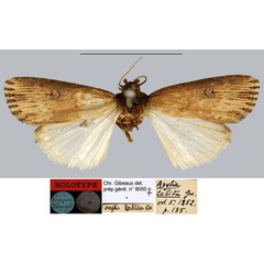 /filer/webapps/moths/media/images/T/tabida_Axylia_HT_MNHN.jpg