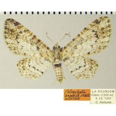 /filer/webapps/moths/media/images/A/angelica_Chloroclystis_AT_ZSM.jpg