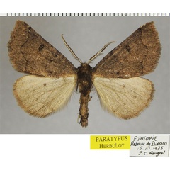 /filer/webapps/moths/media/images/P/protecta_Odontopera_PTM_ZSM_02.jpg