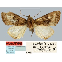 /filer/webapps/moths/media/images/S/shoana_Euplexia_HT_MNHN.jpg