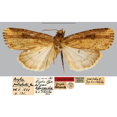 /filer/webapps/moths/media/images/P/putrefacta_Axylia_LT_MNHN.jpg