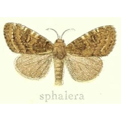 /filer/webapps/moths/media/images/S/sphalera_Dasychira_STM_Hering_23g.jpg