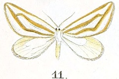 Conchylia lamellata