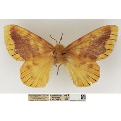 /filer/webapps/moths/media/images/P/pratti_Lechriolepis_AF_NHMUK.jpg
