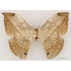 /filer/webapps/moths/media/images/V/vingerhoedti_Pselaphia_AT_RBINS_02.jpg